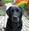 BlackdogNY's Avatar